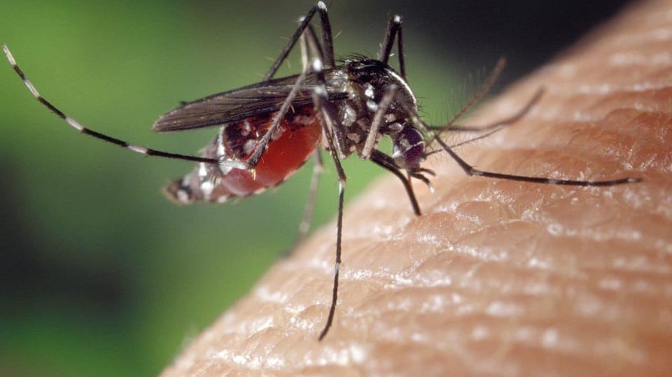 komár druhu Aedes albopictus